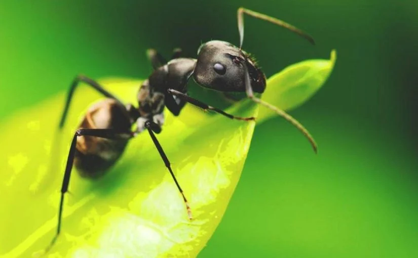 تفسير رؤية النمله في المنام التفسير الشامل الصحيح لحلم النمل - حصاد نت