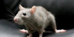 تفسير رؤية الفأر الرمادي في المنام وقتله لابن سيرين