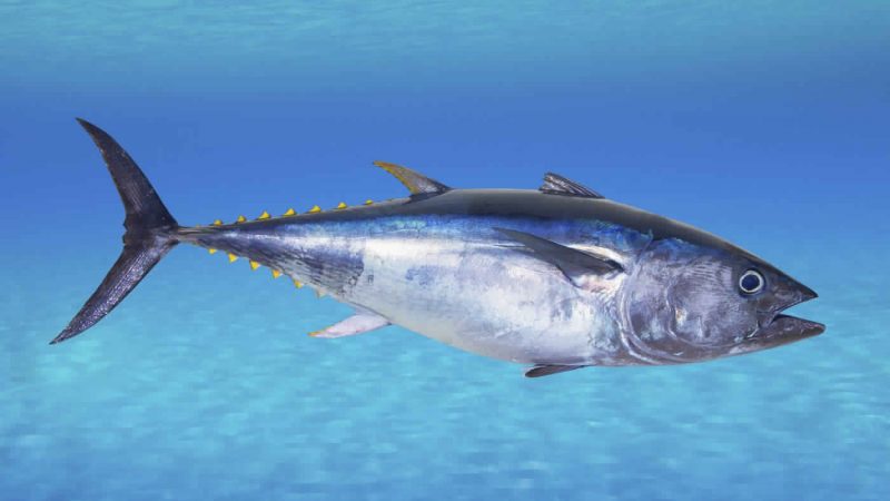 تفسير حلم رؤية سمك التونة في المنام