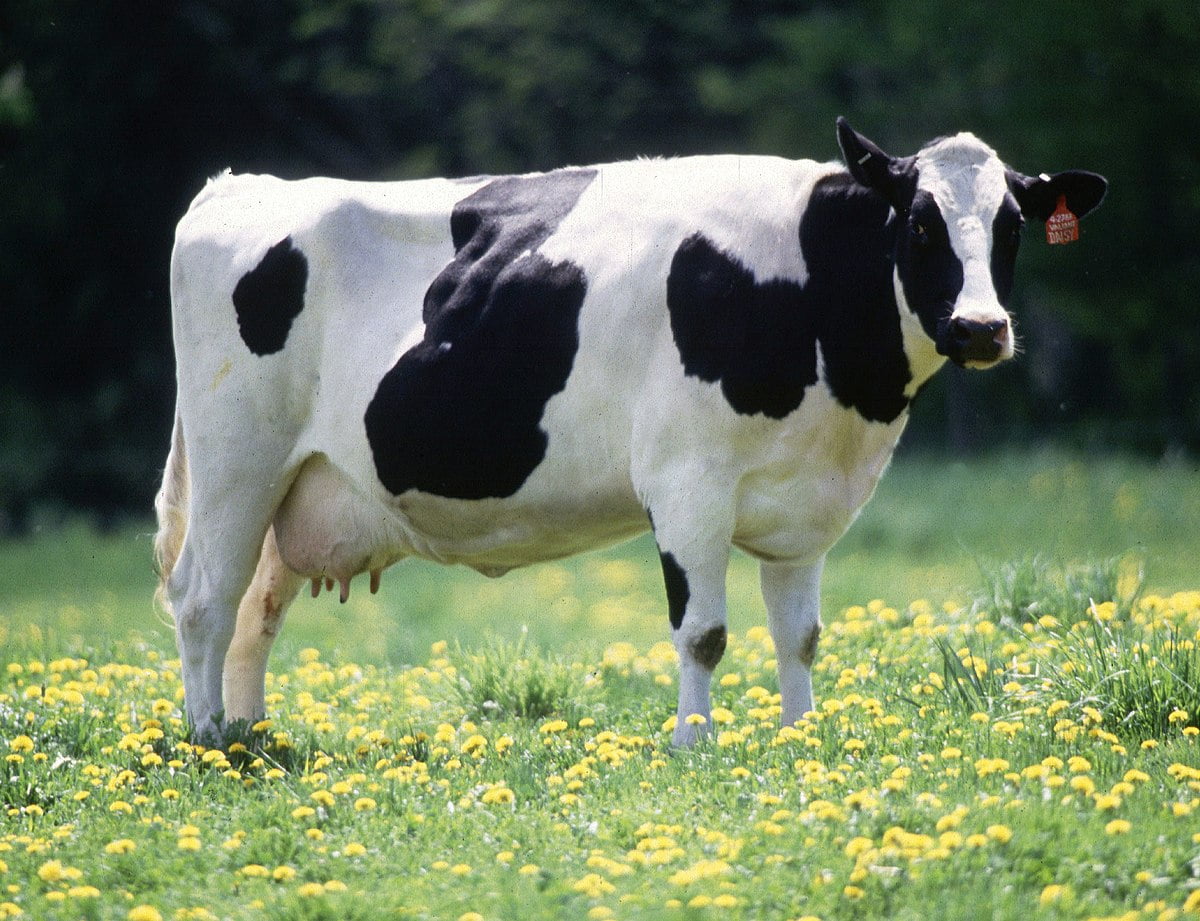 تفسير حلم رؤية البقرة في المنام لابن سيرين والنابلسي