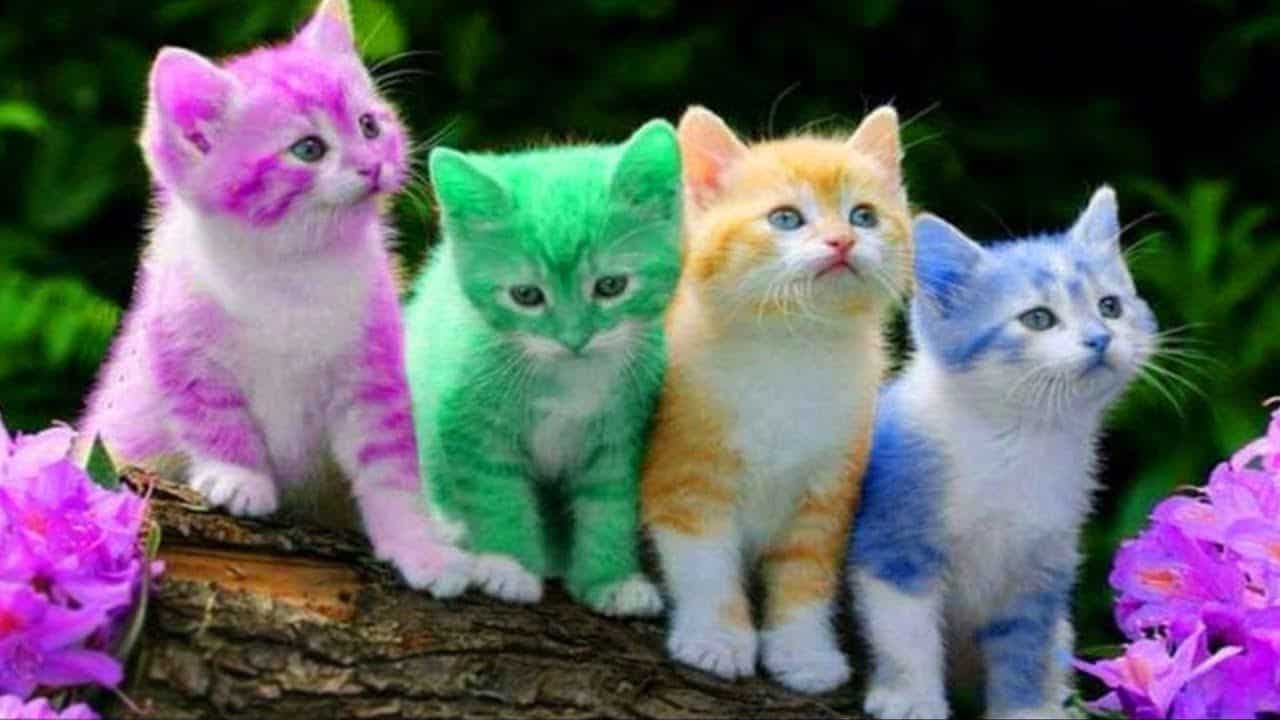 تفسير حلم رؤية قطط صغيرة ملونة في المنام