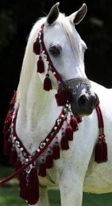 خلفيات صور خيول عربية أصيلة 