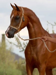 خلفيات صور خيول عربية حمراء