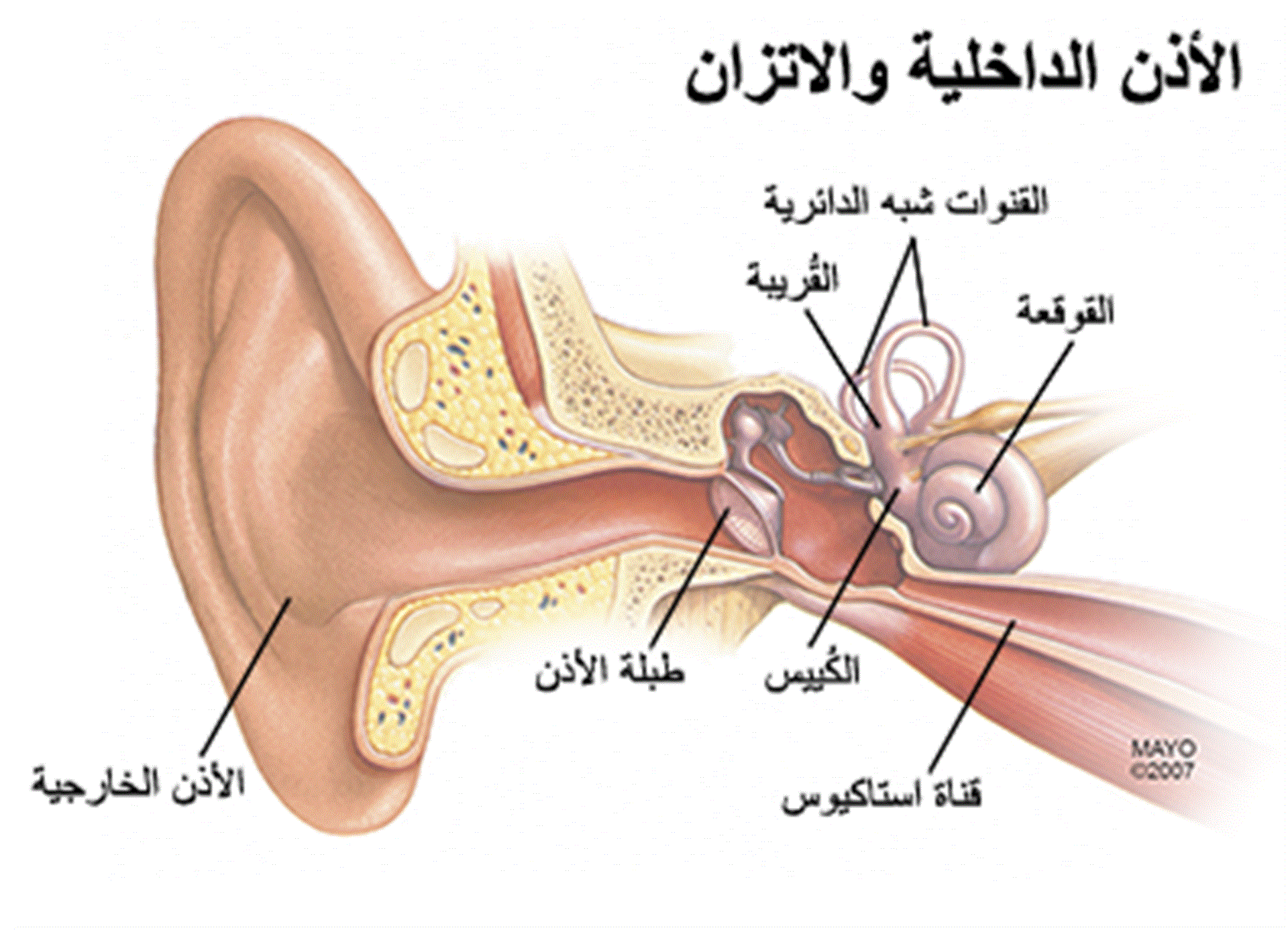 اي الاجزاء التالية جزء من الاذن الداخلية