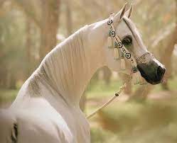خلفيات صور خيول 2022 عربية حصان 1443 عربية اصيلة