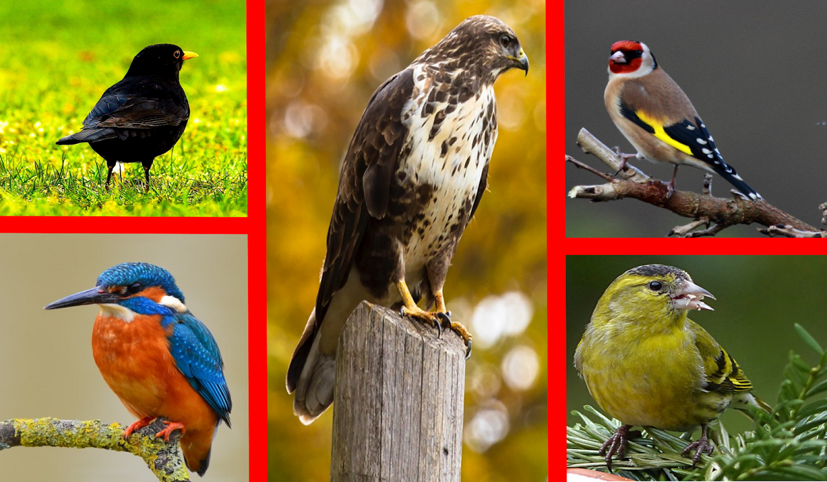 تصنف الطيور في السلسلة الغذائية التالية أعشاب حشرات طيور أفعى