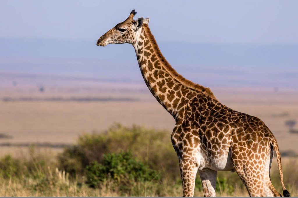 ما هو اسم أطول حيوان في العالم ؟
