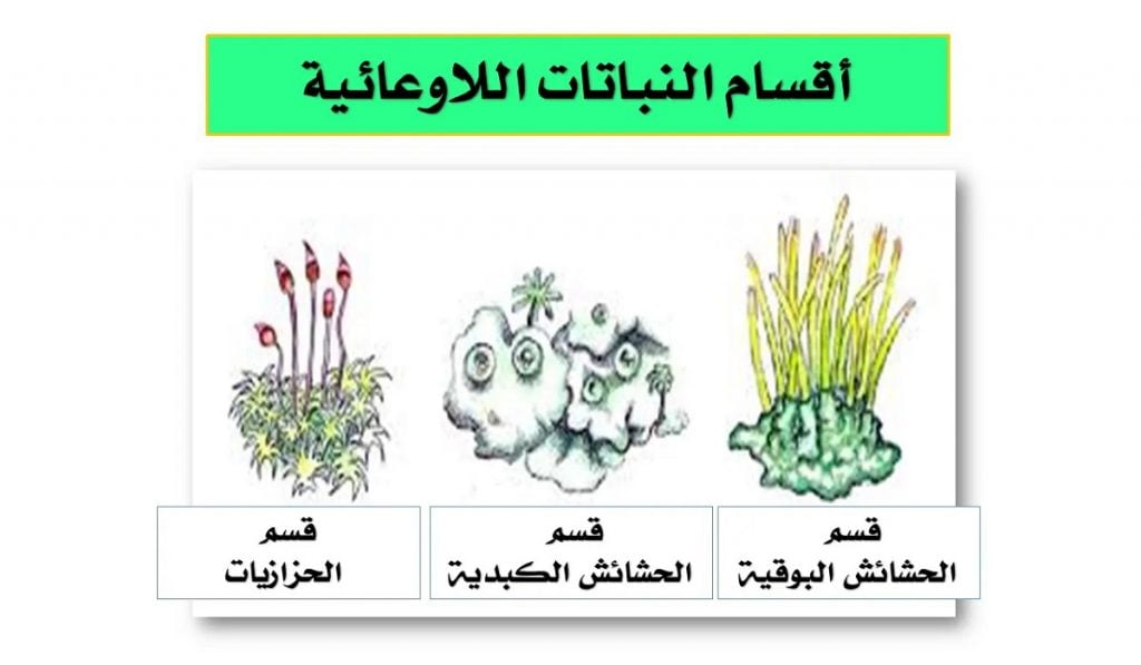 من النباتات اللاوعائية اللابذرية الحزازيات وحشيشة الكبد