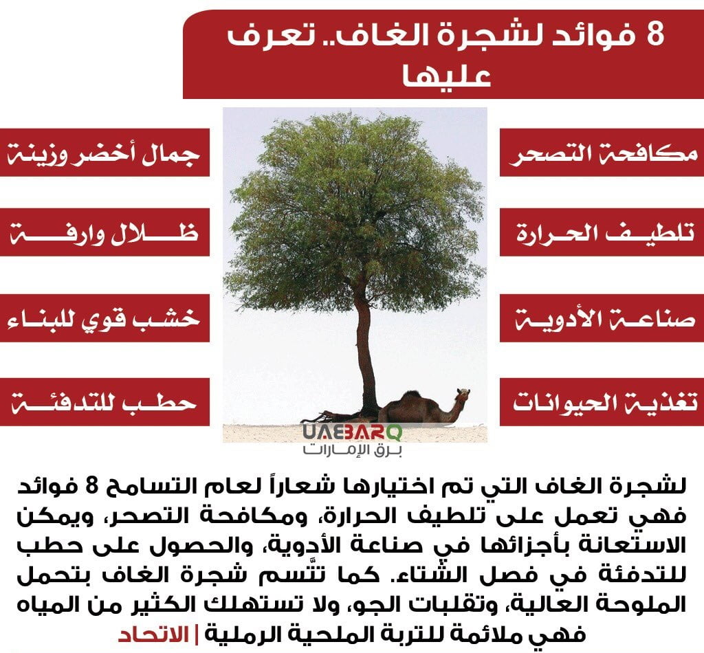 معلومات عن شجرة الغاف